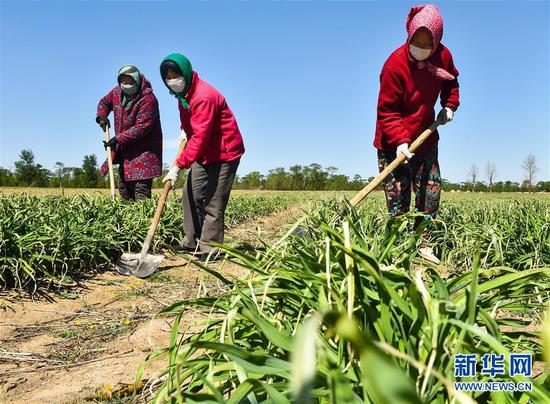  5月11日，農民在山西省大同市云州區西坪鎮唐家堡村邊的黃花菜地里除草。新華社發(fā)（柴婷 攝）
